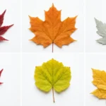 Types of Maple Trees: Identify Every Species